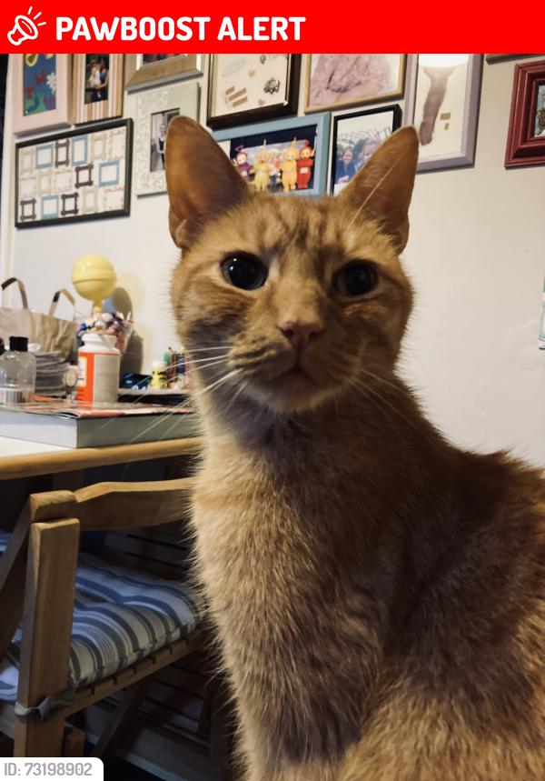 Lost Male Cat last seen Yo231hn, York, England YO23 1HN