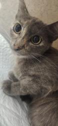 Shelter Stray Female Cat last seen , 11361 W Pico Blvd, Los Angeles, CA 90064, USA