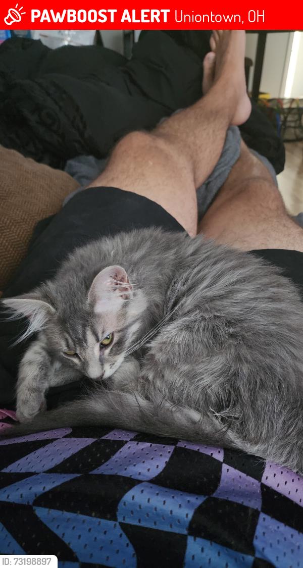 Lost Female Cat last seen Basswood ave, Uniontown, OH 44685