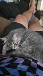 Lost Female Cat last seen Basswood ave, Uniontown, OH 44685