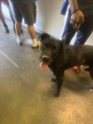 Shelter Stray Male Dog last seen , 1850 W 60th St, Los Angeles, CA 90047, USA