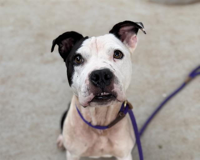 Shelter Stray Female Dog last seen CHARLOTTE, 8315 Byrum Dr, Charlotte, NC 28217, USA