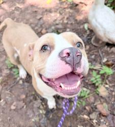 Shelter Stray Female Dog last seen CHARLOTTE, 8315 Byrum Dr, Charlotte, NC 28217, USA