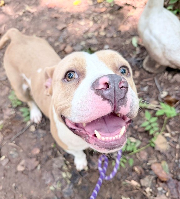 Shelter Stray Female Dog last seen CHARLOTTE, 8315 Byrum Dr, Charlotte, NC 28217, USA