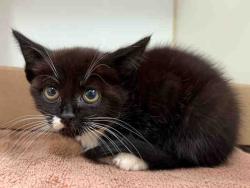 Shelter Stray Female Cat last seen , 5821 Sweetwater Rd, Bonita, CA 91902, USA