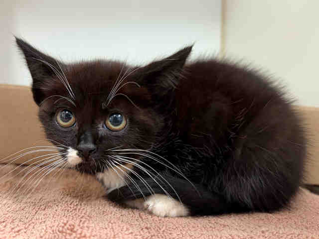 Shelter Stray Female Cat last seen , 5821 Sweetwater Rd, Bonita, CA 91902, USA