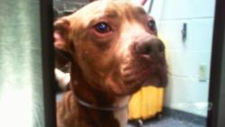 Shelter Stray Male Dog last seen CHARLOTTE, 8315 Byrum Dr, Charlotte, NC 28217, USA