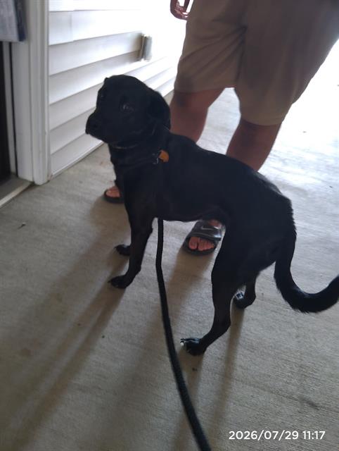 Shelter Stray Female Dog last seen CHARLOTTE, 8315 Byrum Dr, Charlotte, NC 28217, USA