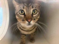 Shelter Stray Male Cat last seen ECHO VALLEY RD, 5821 Sweetwater Rd, Bonita, CA 91902, USA
