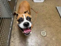 Shelter Stray Male Dog last seen , 5821 Sweetwater Rd, Bonita, CA 91902, USA