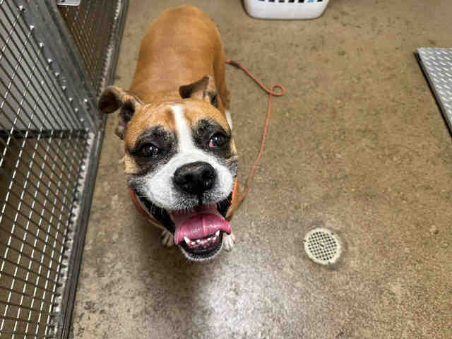 Shelter Stray Male Dog last seen , 5821 Sweetwater Rd, Bonita, CA 91902, USA