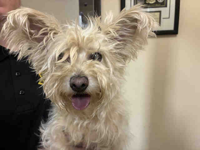 Shelter Stray Female Dog last seen , 5821 Sweetwater Rd, Bonita, CA 91902, USA