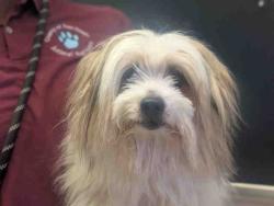 Shelter Stray Male Dog last seen , 5821 Sweetwater Rd, Bonita, CA 91902, USA