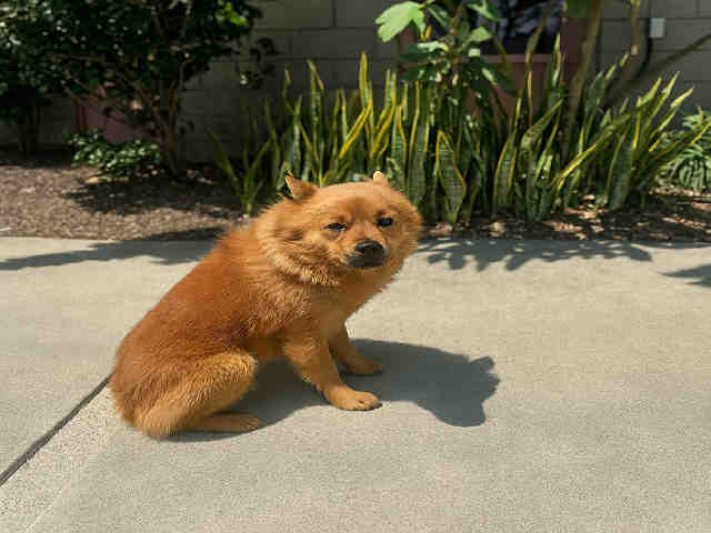 Shelter Stray Male Dog last seen , 5821 Sweetwater Rd, Bonita, CA 91902, USA