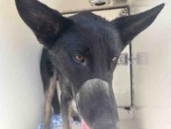 Shelter Stray Male Dog last seen HIGHWAY 67, 5821 Sweetwater Rd, Bonita, CA 91902, USA