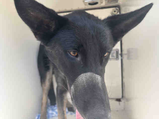 Shelter Stray Male Dog last seen HIGHWAY 67, 5821 Sweetwater Rd, Bonita, CA 91902, USA