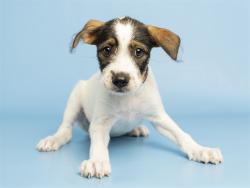 Shelter Stray Female Dog last seen S CHANDLER, 5501 E Van Buren St, Phoenix, AZ 85008, USA