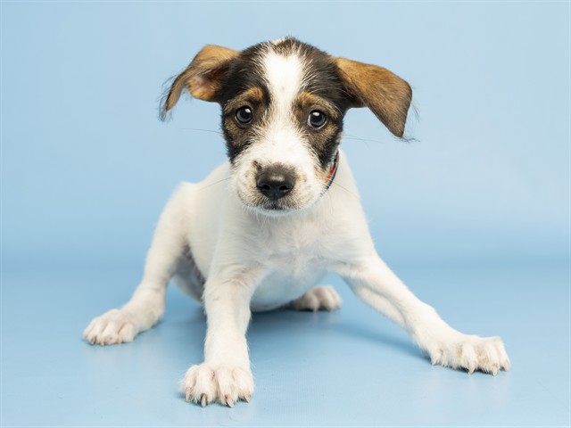 Shelter Stray Female Dog last seen S CHANDLER, 5501 E Van Buren St, Phoenix, AZ 85008, USA