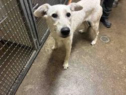 Shelter Stray Female Dog last seen , 5821 Sweetwater Rd, Bonita, CA 91902, USA