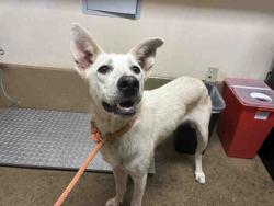 Shelter Stray Female Dog last seen , 5821 Sweetwater Rd, Bonita, CA 91902, USA