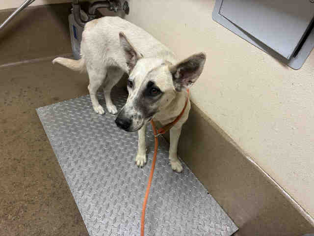 Shelter Stray Female Dog last seen , 5821 Sweetwater Rd, Bonita, CA 91902, USA