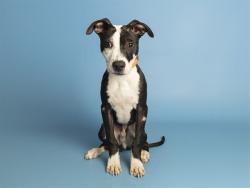 Shelter Stray Male Dog last seen NOT GIVEN, 5501 E Van Buren St, Phoenix, AZ 85008, USA