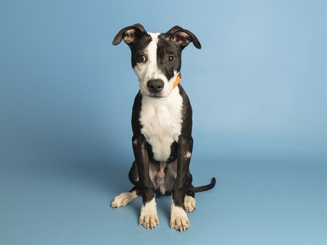 Shelter Stray Male Dog last seen NOT GIVEN, 5501 E Van Buren St, Phoenix, AZ 85008, USA