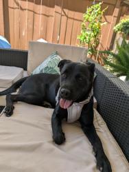 Found/Stray Female Dog last seen Mountain hse, CA, Mountain House, CA 94514