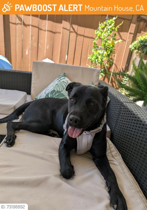 Found/Stray Female Dog last seen Mountain hse, CA, Mountain House, CA 94514