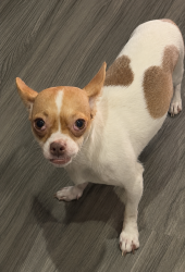 Reunited Female Dog last seen Near Irving Ave Brooklyn, NY 11237 United State, Brooklyn, NY 11237
