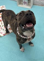 Shelter Stray Female Dog last seen Near BLOCK HUBBARD ST, DETROIT, MI 48210, 7401 Chrysler Dr, Detroit, MI 48211, USA