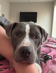 Found/Stray Male Dog last seen Nine mile road and 29th St, Richmond, VA 23223