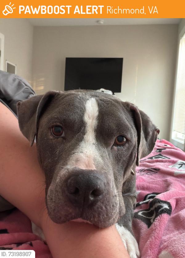 Found/Stray Male Dog last seen Nine mile road and 29th St, Richmond, VA 23223