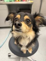 Shelter Stray Male Dog last seen Near, 2600 S Harding St, Indianapolis, IN 46221, USA