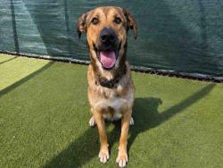 Shelter Stray Male Dog last seen VISTA DEL LAGO, 2481 Palomar Airport Rd, Carlsbad, CA 92011, USA