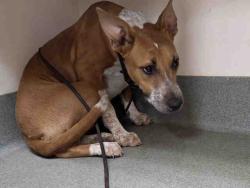 Shelter Stray Female Dog last seen , 2481 Palomar Airport Rd, Carlsbad, CA 92011, USA