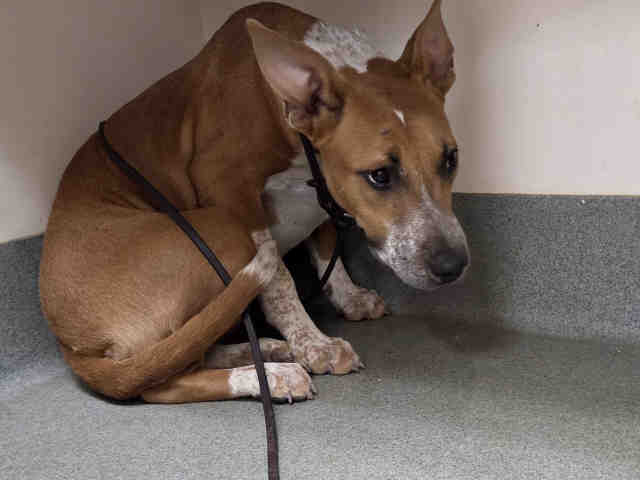 Shelter Stray Female Dog last seen , 2481 Palomar Airport Rd, Carlsbad, CA 92011, USA