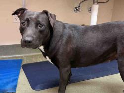 Shelter Stray Female Dog last seen , 2481 Palomar Airport Rd, Carlsbad, CA 92011, USA