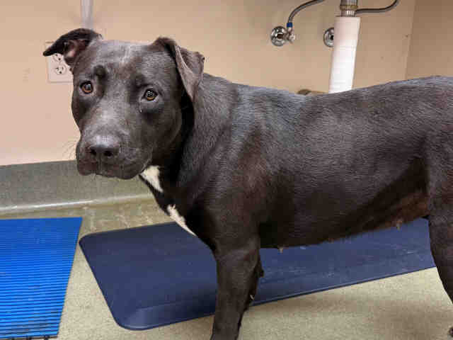 Shelter Stray Female Dog last seen , 2481 Palomar Airport Rd, Carlsbad, CA 92011, USA