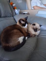 Reunited Female Cat last seen Wilson and Eisenhower, Loveland, CO 80537
