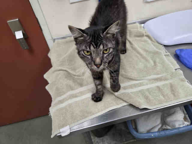 Shelter Stray Male Cat last seen , 2481 Palomar Airport Rd, Carlsbad, CA 92011, USA