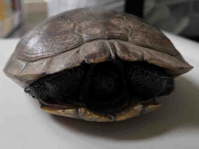 Shelter Stray Unknown Reptile last seen HILL VALLEY ESCONDIDO, 2481 Palomar Airport Rd, Carlsbad, CA 92011, USA