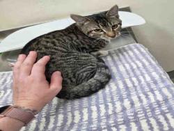 Shelter Stray Male Cat last seen FOUND ON RAINBOW HILLS RD, 2481 Palomar Airport Rd, Carlsbad, CA 92011, USA