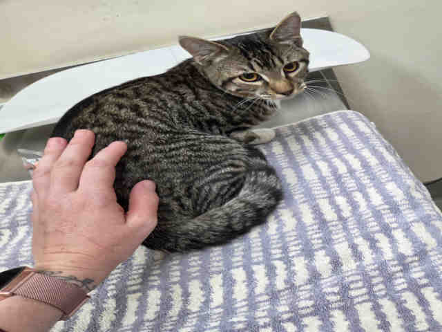 Shelter Stray Male Cat last seen FOUND ON RAINBOW HILLS RD, 2481 Palomar Airport Rd, Carlsbad, CA 92011, USA
