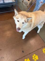 Shelter Stray Female Dog last seen , 14409 Vanowen St, Van Nuys, CA 91405, USA