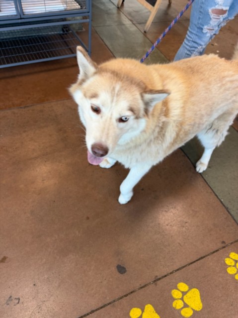 Shelter Stray Female Dog last seen , 14409 Vanowen St, Van Nuys, CA 91405, USA