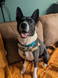 Shelter Stray Male Dog last seen 164O BLK ARLING AVE, 3528 Newburg Rd, Louisville, KY 40218, USA
