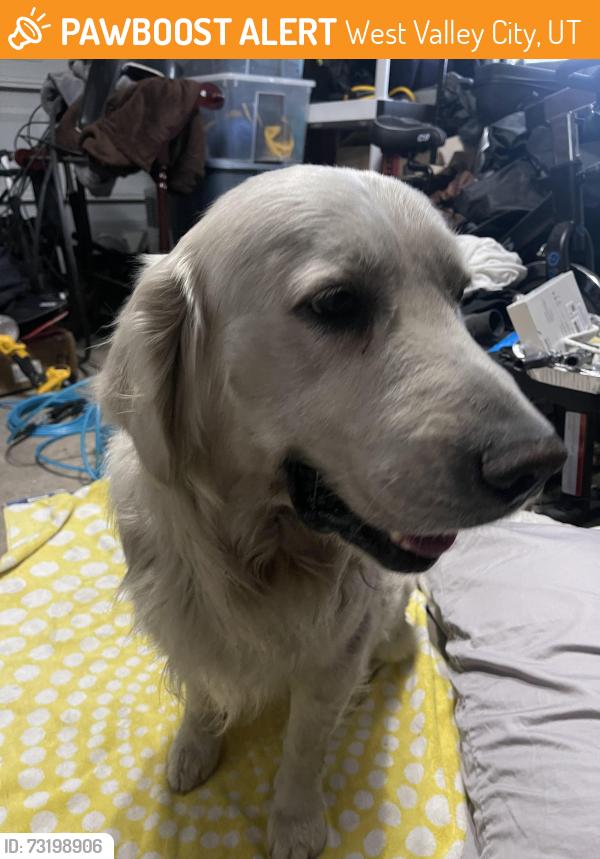 Found/Stray Male Dog last seen Outside Old dominion freight line warehouse, West Valley City, UT 84119