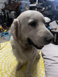 Found/Stray Male Dog last seen Outside Old dominion freight line warehouse, West Valley City, UT 84119