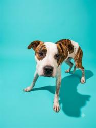 Shelter Stray Male Dog last seen Near BLOCK BEACH BLVD LOT 293, 2020 Forest St, Jacksonville, FL 32204, USA